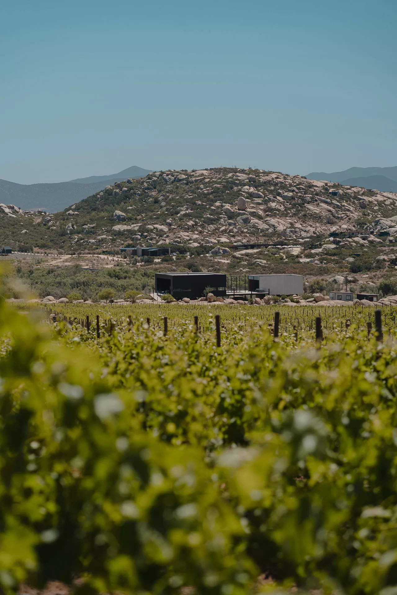Vino Hilo Negro
